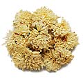 Chrysanthemum